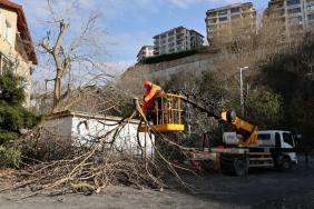 Beykoz Belediyesinden ağaç budama mesaisi